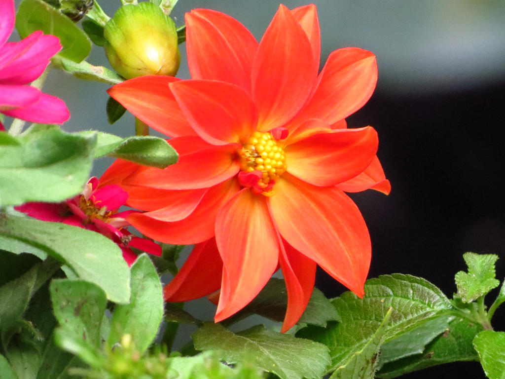 Orange Dahlia