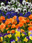 Gorgeous Selection of Pansies by Kitteh-Pawz