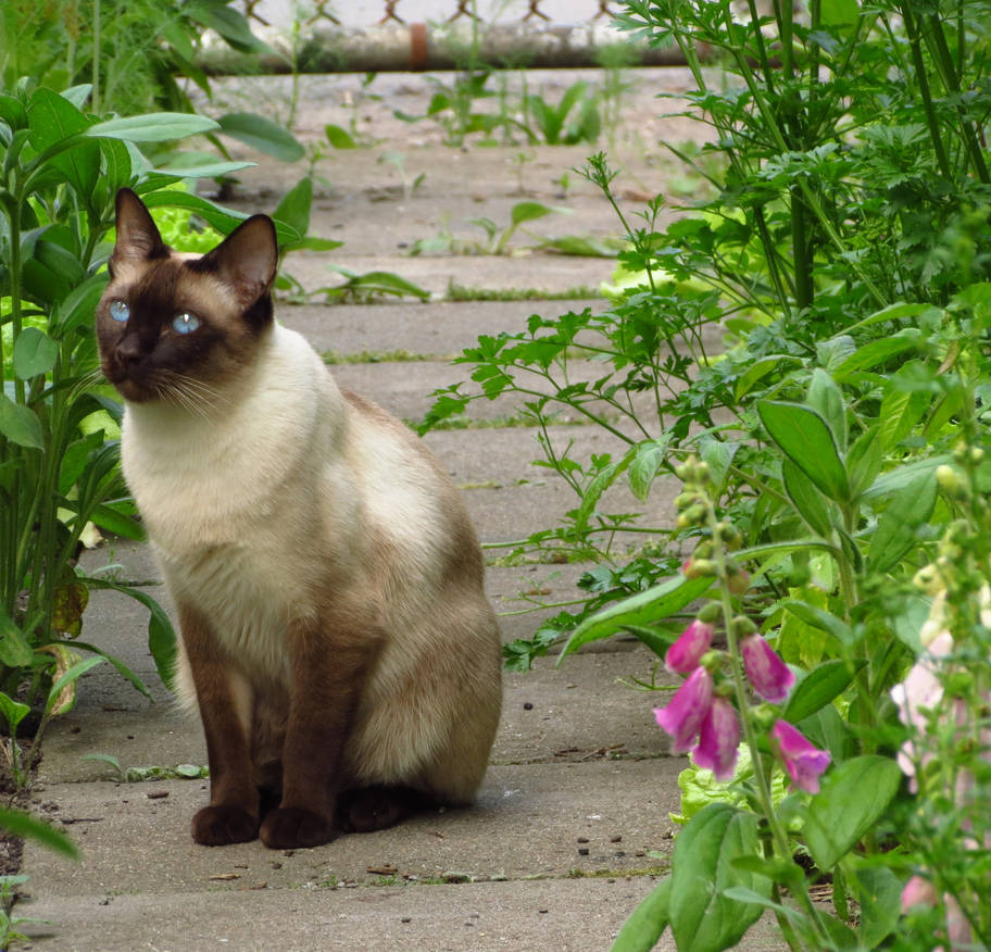 Garden Cat