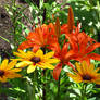 Orange Lilies and Rudbeckia Flowers