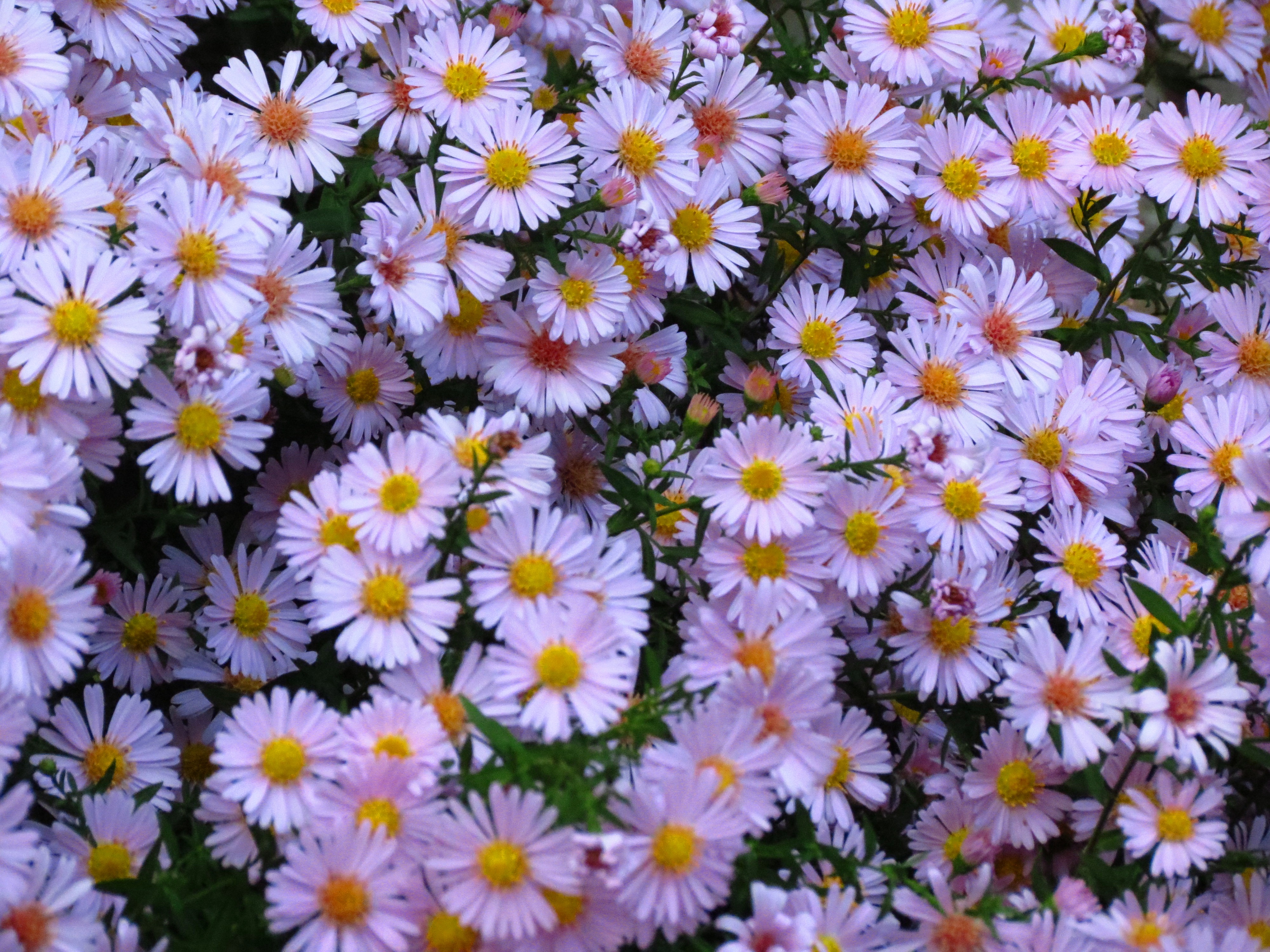 Kingfisher Daisies