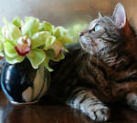 Tabby and an Arrangement of Green Orchid Flowers by Kitteh-Pawz