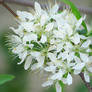 5 Petal White Tree Flower