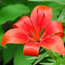 Red Lily