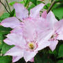 Pink Fantasy Clematis