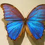 Morpho Butterfly