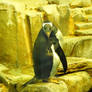Gentoo Penguin: Whatcha Lookin' At?!