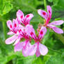 Giant Oak Geranium