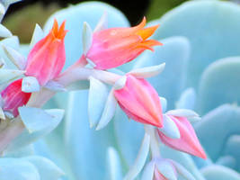 Topsy Turvy Echeveria