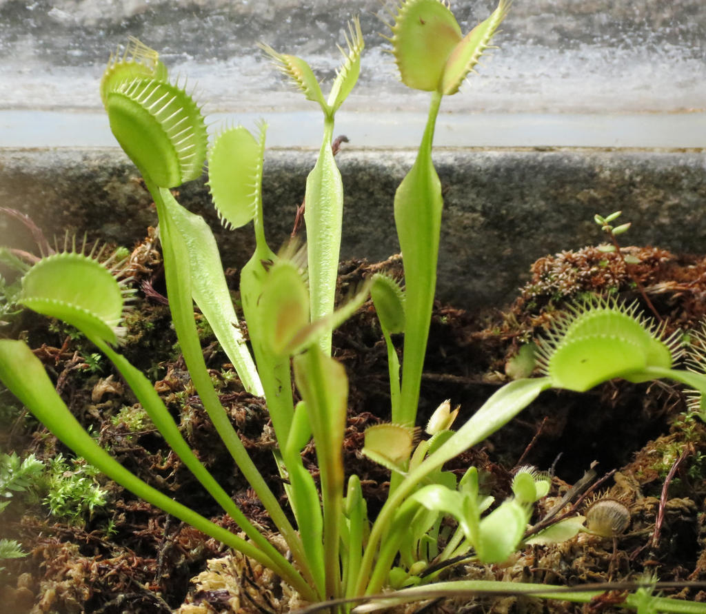 Venus Fly Trap