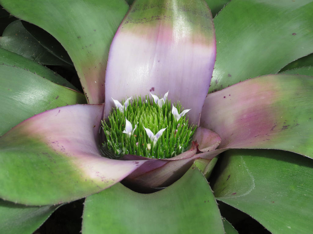 The Beginnings of Bromelaid Flowers