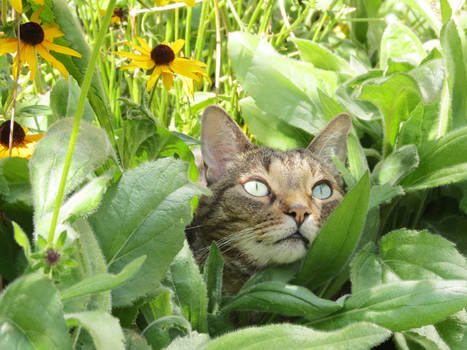 Garden Lovin' Cat