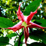 Angel Trumpet 5 Point Star