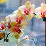 Beauty of Moth Orchids on a Rainy Day