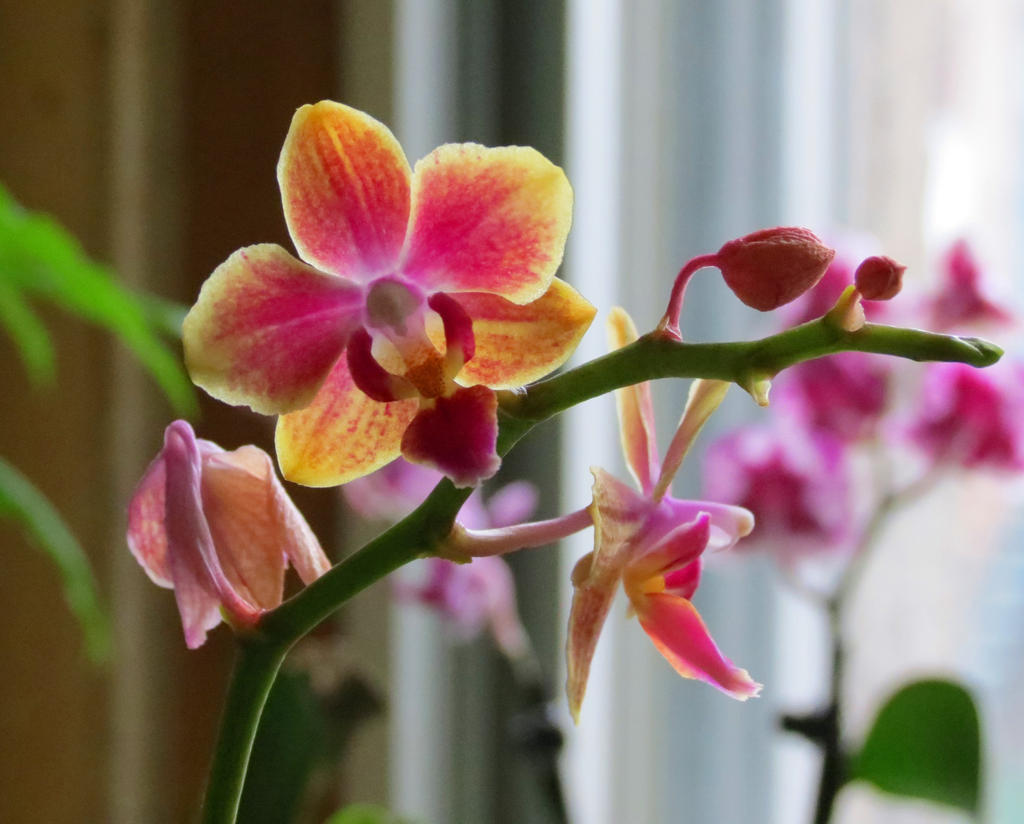 Pink - Light Yellow Mini Moth Orchid