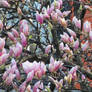 Magnolia Flower Buds