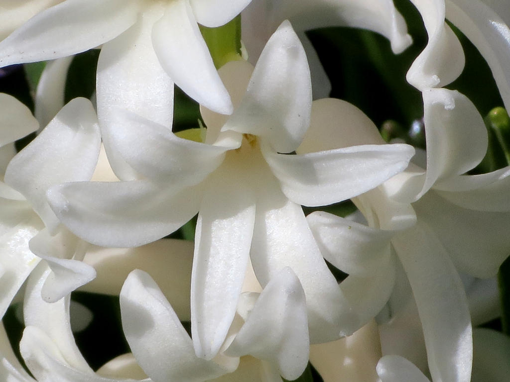 White Hyacinths