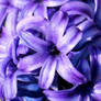 Deep Purple Hyacinths