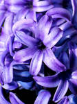 Deep Purple Hyacinths by Kitteh-Pawz