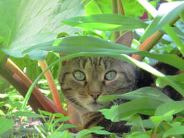 Green Eyes in the Greenery