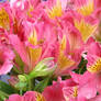 Peruvian Lilies for a Princess