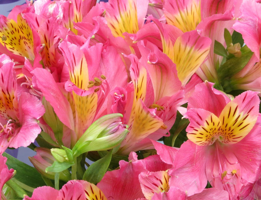 Peruvian Lilies for a Princess