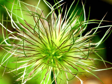 Allium 'Hair'