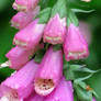 Foxglove Rain Droplets