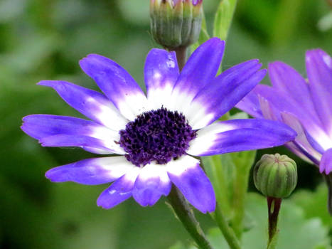 Senetti Blue Bicolor Pericallis