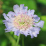 Field Scabious