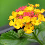 Lantana