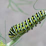 Black Swallowtail Caterpillar