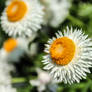 Double White Strawflower