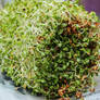 Red Clover Sprouts