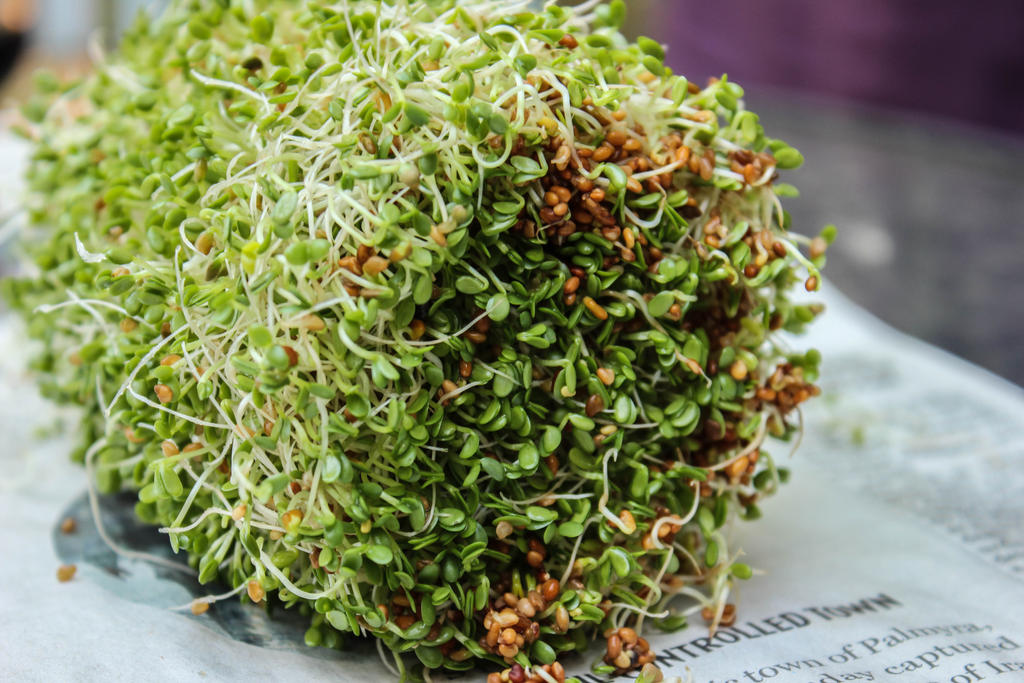 Red Clover Sprouts