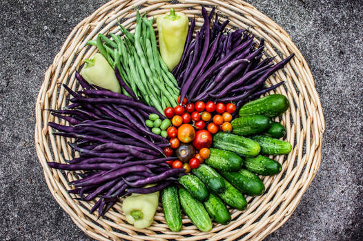 Farmer Girl's First Harvest