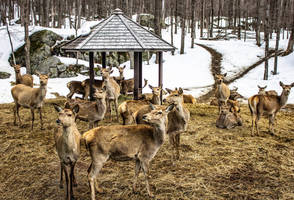 Deer Gathering