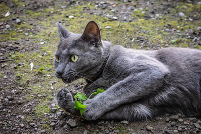 Catnip Thief