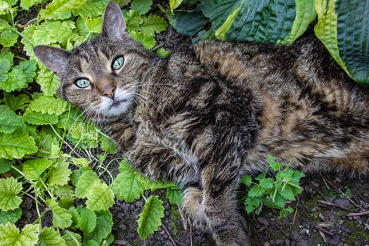 Garden Boy