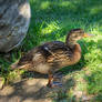 The Young and Curious Duckling
