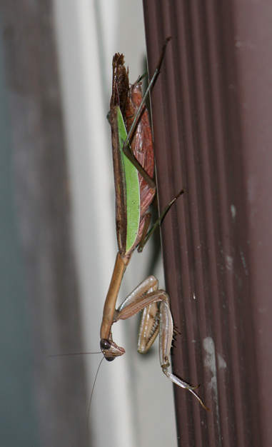 Praying Mantis