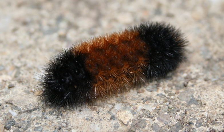 Banded Woolly Bear