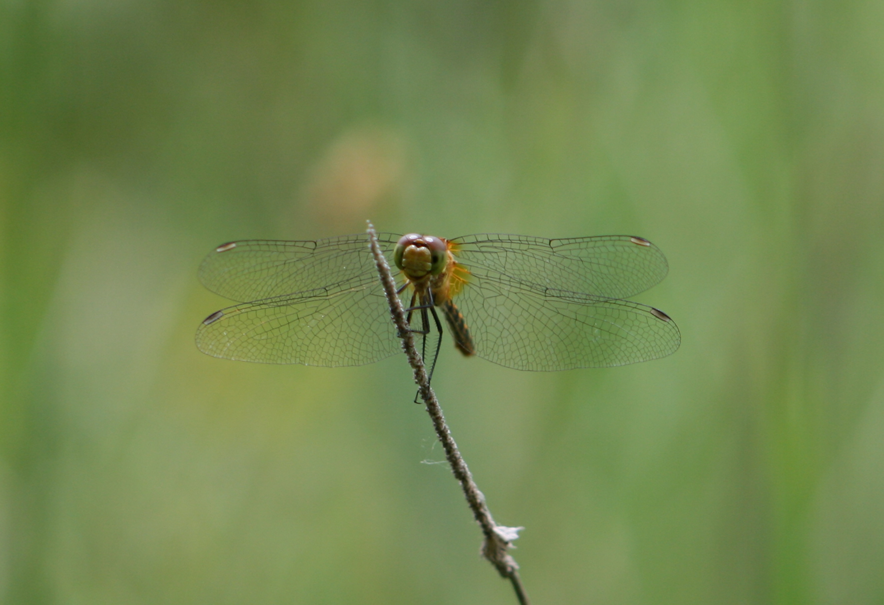 Dragonfly Front