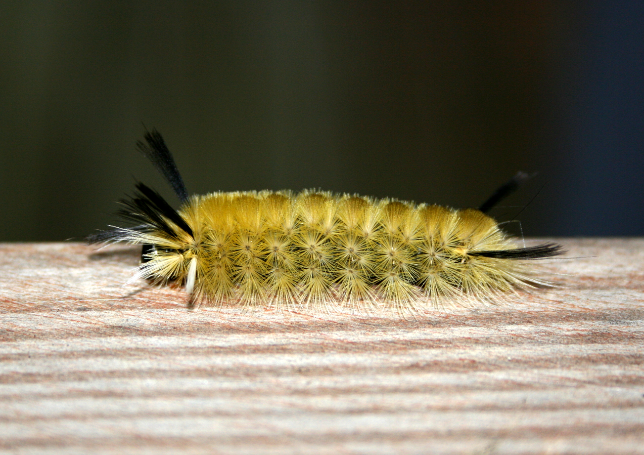 Yellow Fuzzy Caterpillar By Shadeewolf On Deviantart