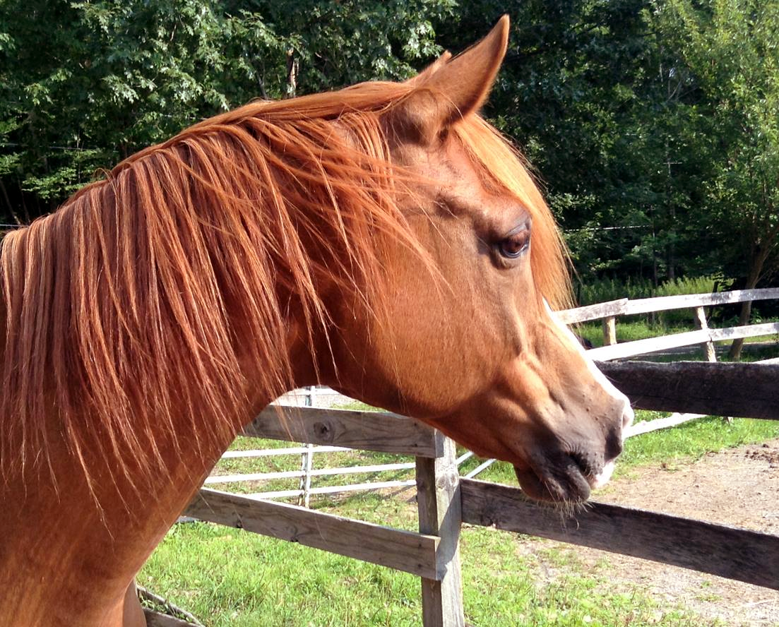 Arabian Horse 2