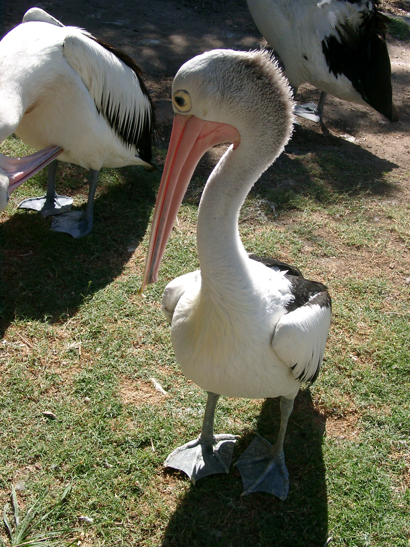 Pelican