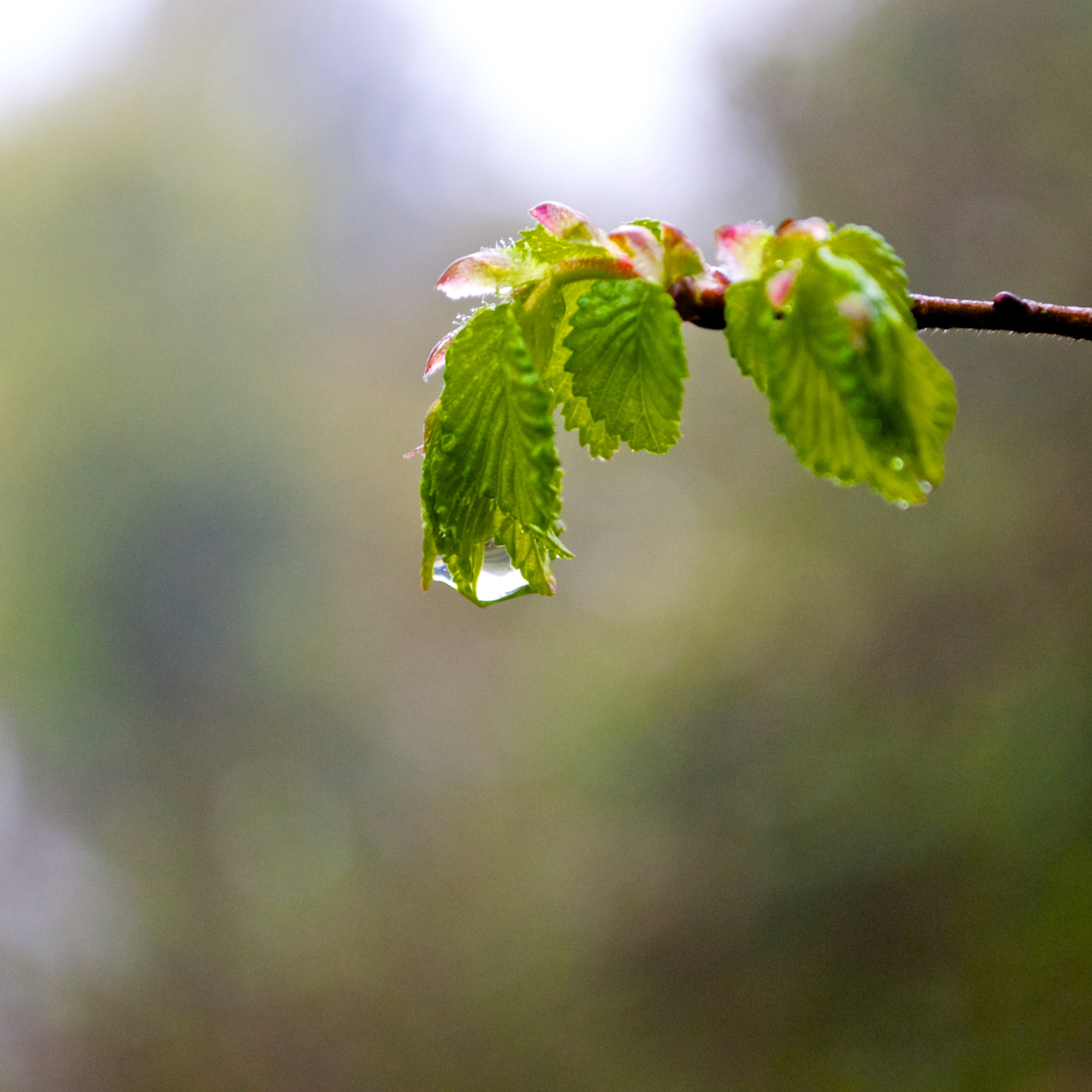 Another raindrop