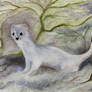 Ermine