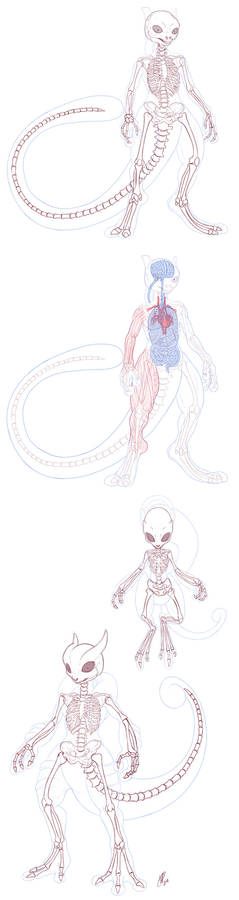 Mewtwo Anatomy