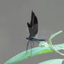 Blacked winged dragon fly